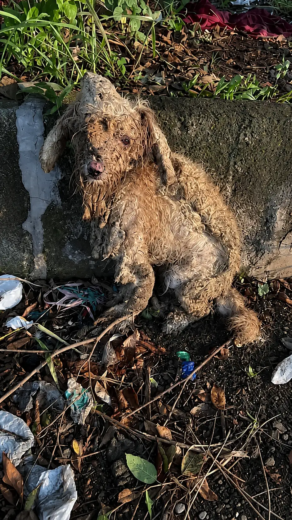 a-stray-dog-covered-in-mud-and-despair
