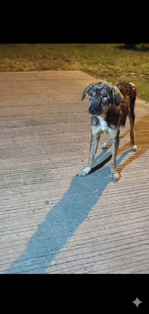 They Found an Abandoned Dog Walking Alone at Night