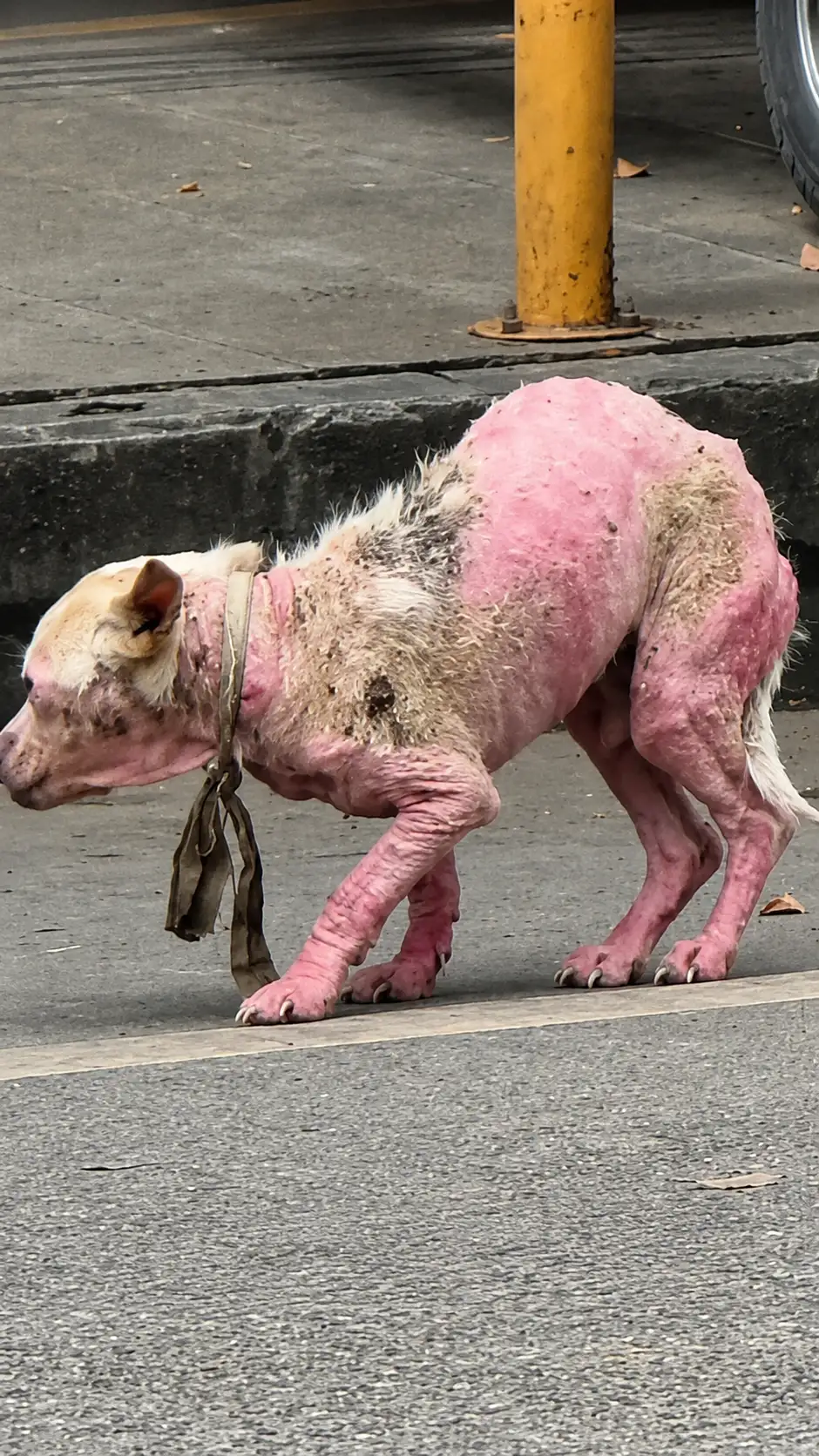 A Bald, Starving Stray Was Found Wandering Alone