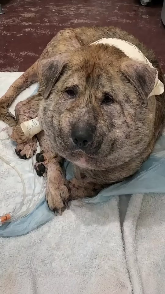 A Broken Dog Lying Helpless