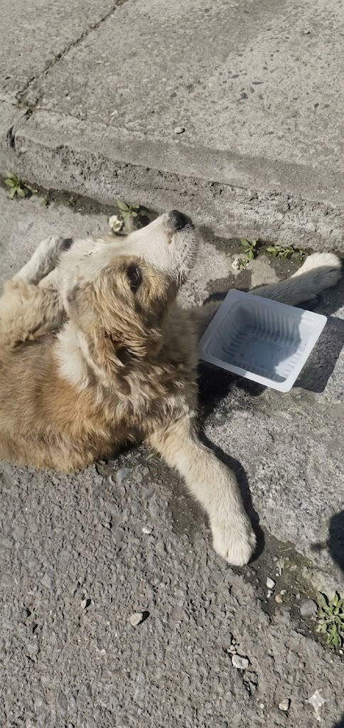 a Broken Puppy Lying on the Roadside