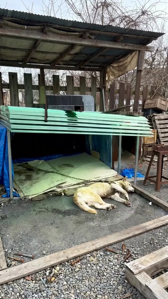 A Chained Dog Lay Helpless Under a Broken Shelter