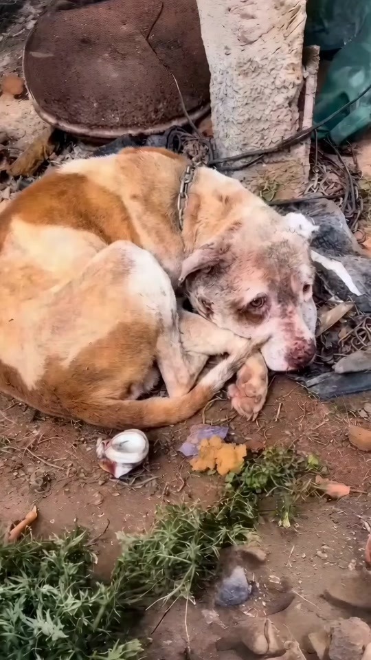 A Chained Dog With No Strength Left