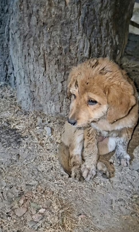 a Dirty Puppy Hiding Under a Tree