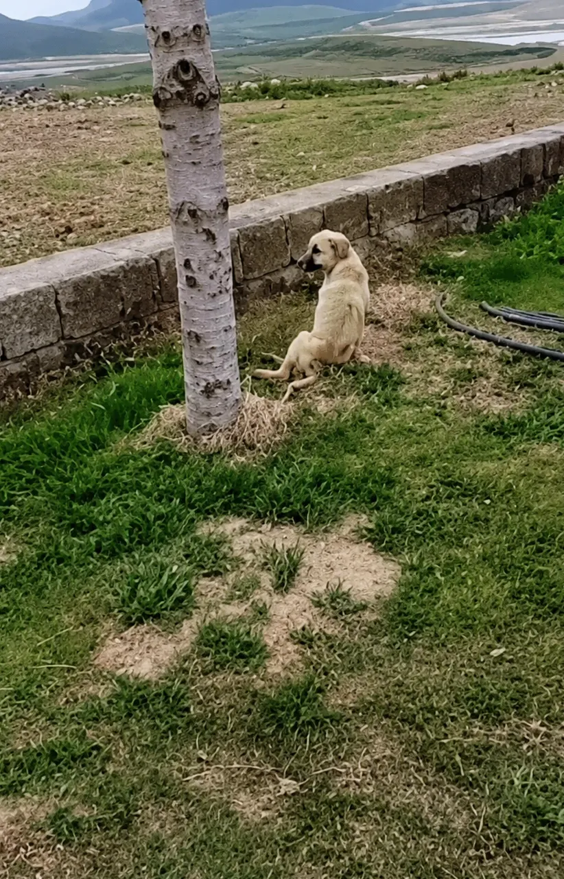 A Dog Crawled Alone After a Roadside Accident