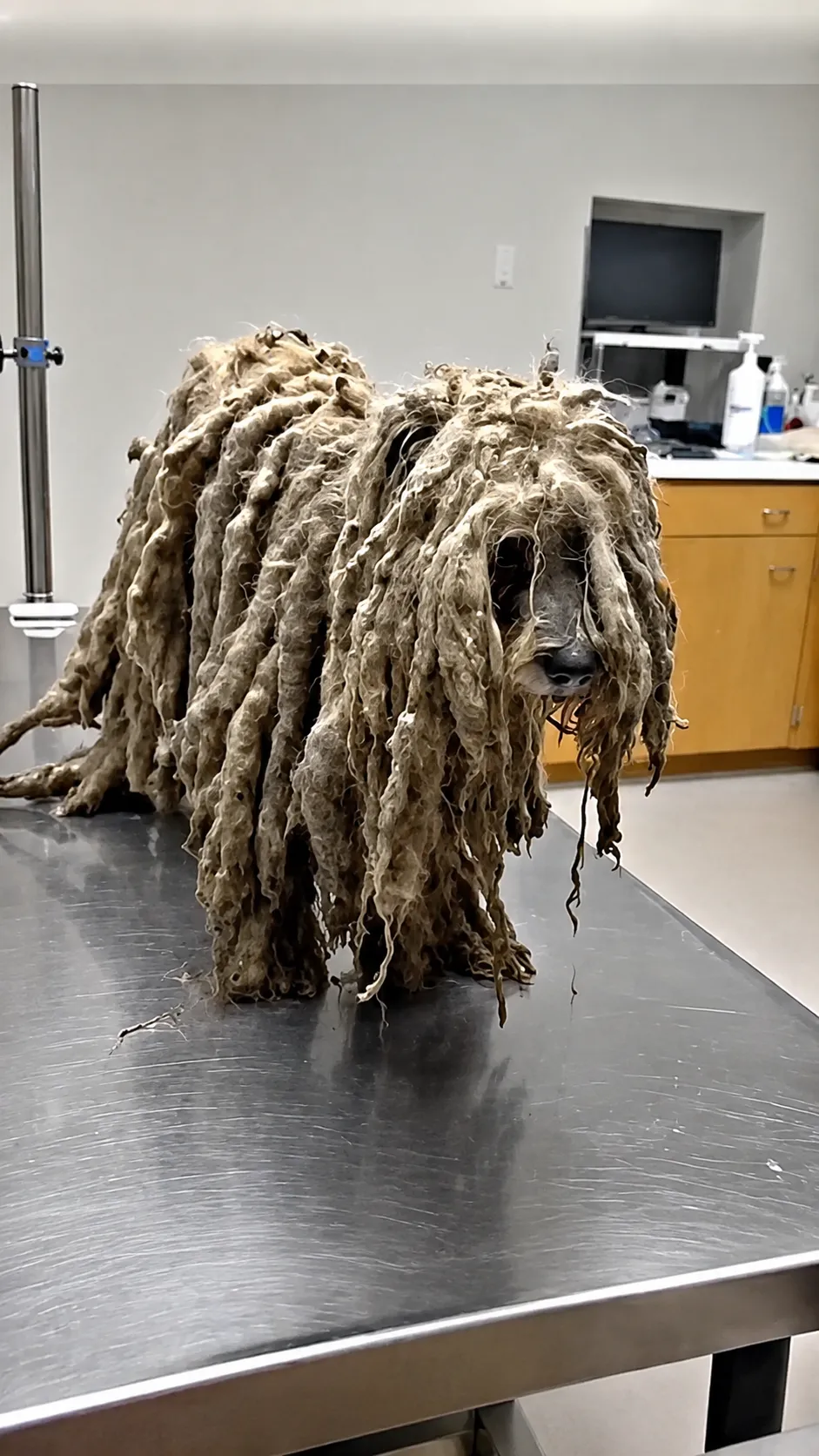 No One Recognized This Dog Under Years of Matted Fur Until His Rescue Changed Everything