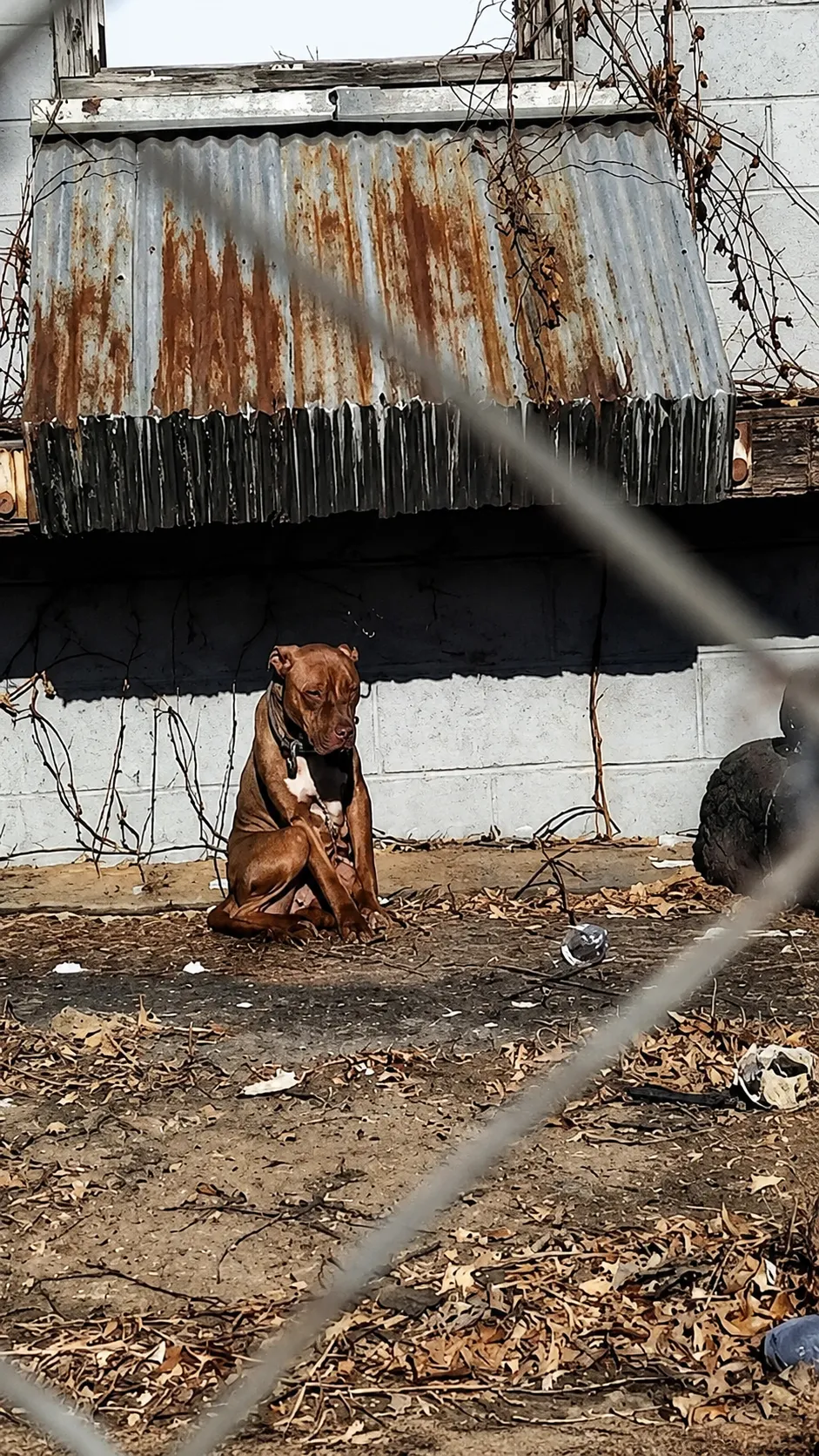 A Dog Left Alone in the Heat