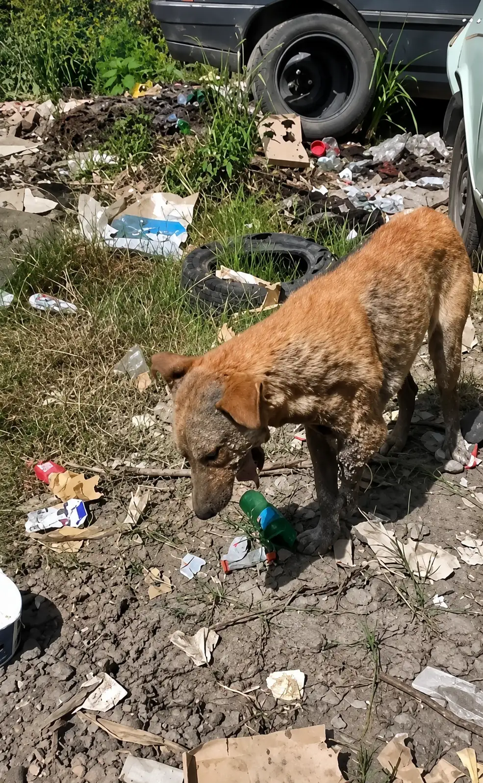 A Dog Left Alone Where No One Wanted To Look