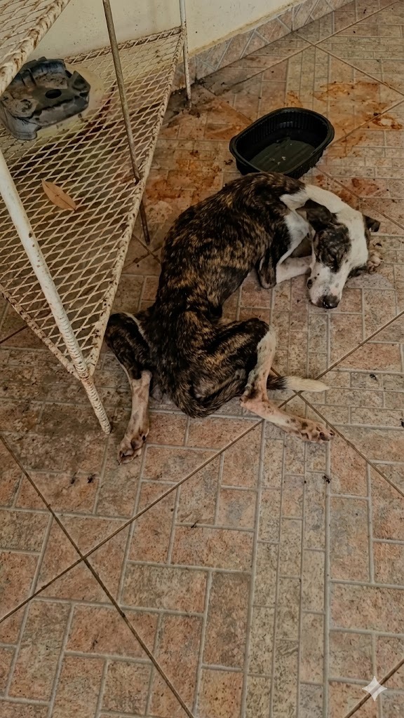 A Dog Left to Fade Away in Silence