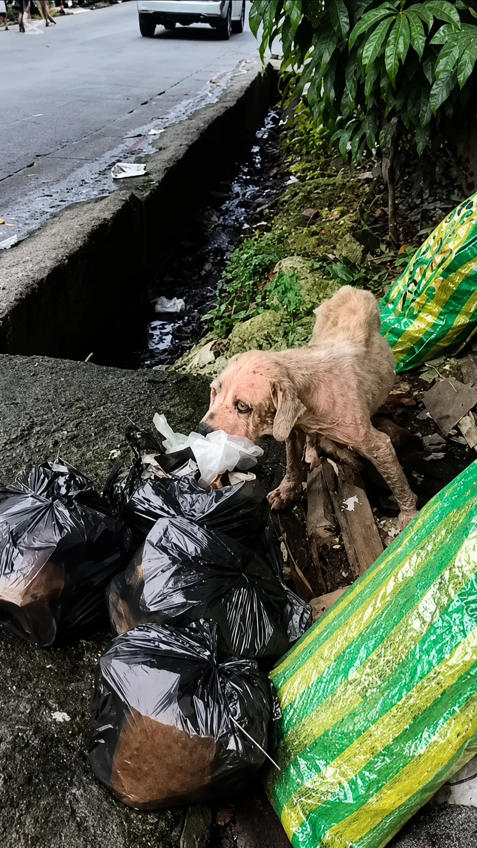 A Dog Left to Survive Beside the Road