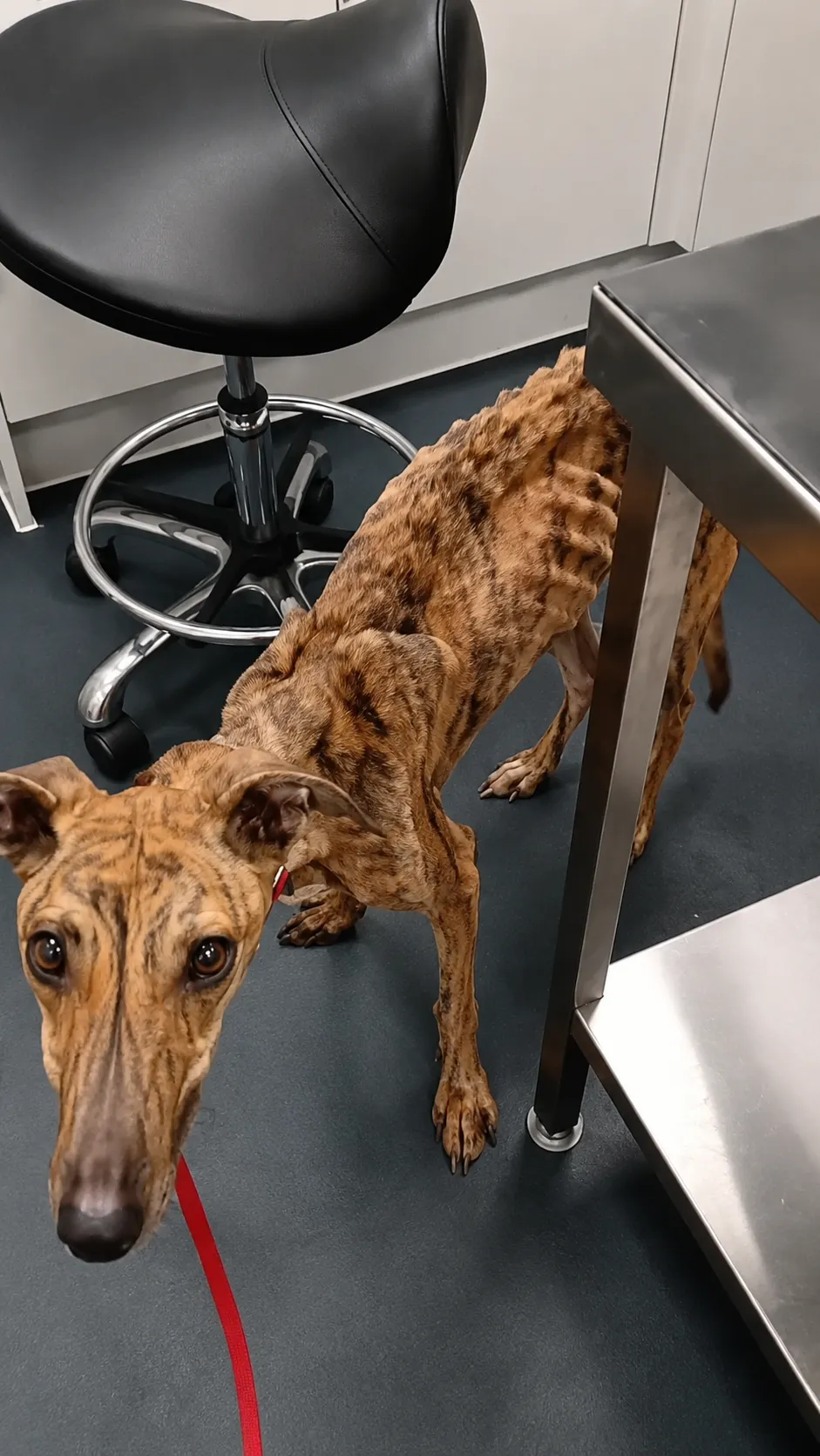 A Dog Named Lucky Was Found in a Heartbreaking Condition