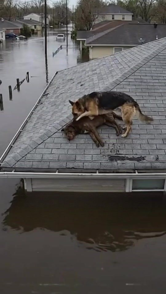 A Dog Refused to Leave His Injured Friend on a Flooded Rooftop
