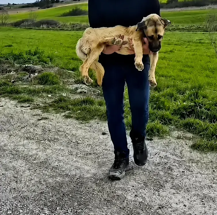 A Dog Set on Fire Was Too Weak to Stand