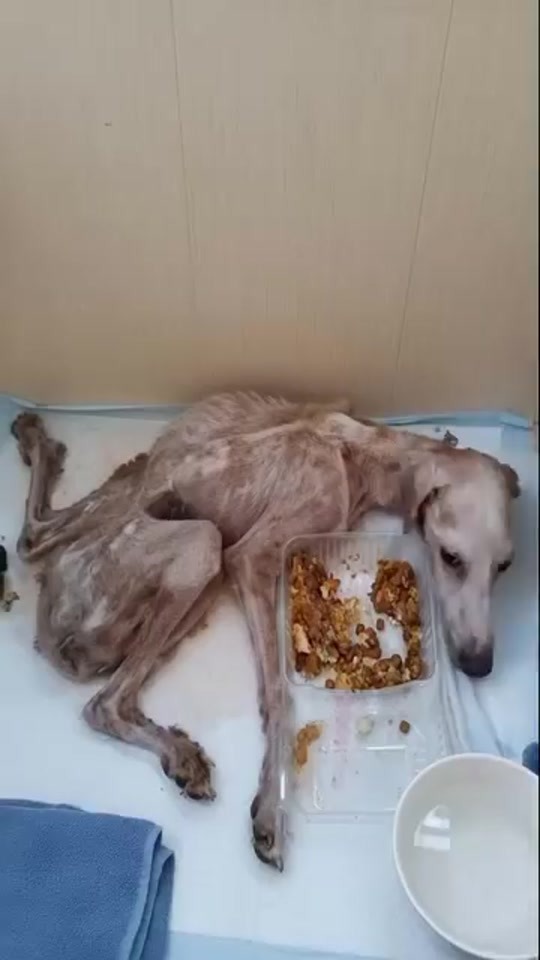 A Dog Too Weak to Ask for Help