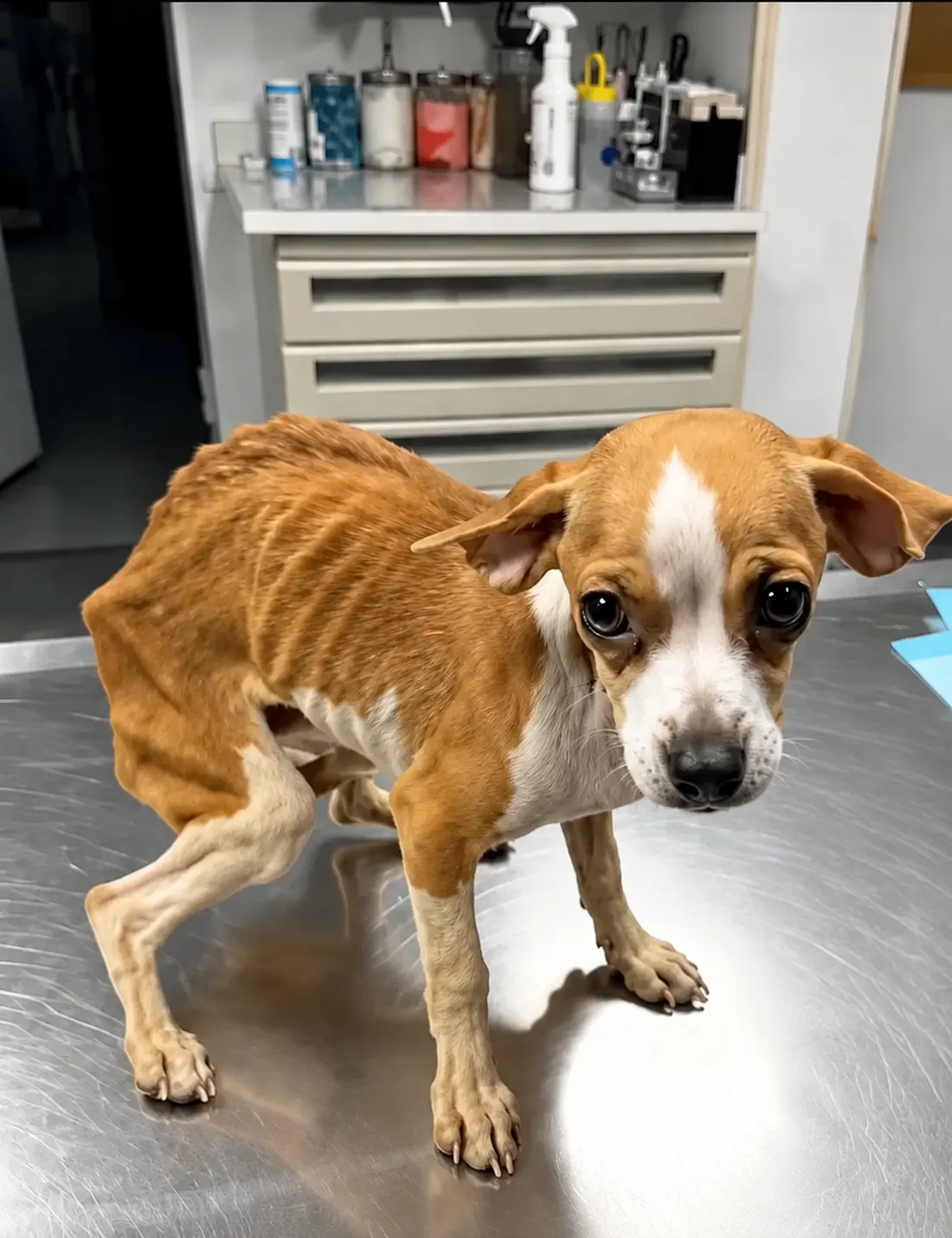 a dog too weak to stand tall
