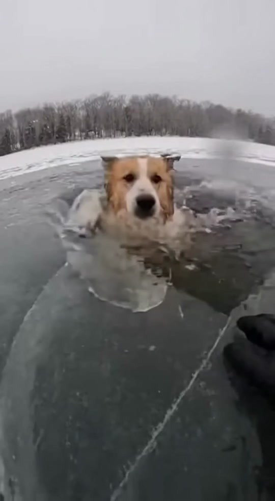 A Dog Trapped Under Frozen Lake Ice Clung to a Stranger’s Hands