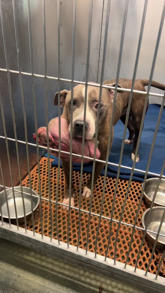 A Dog Waiting Behind Metal Bars