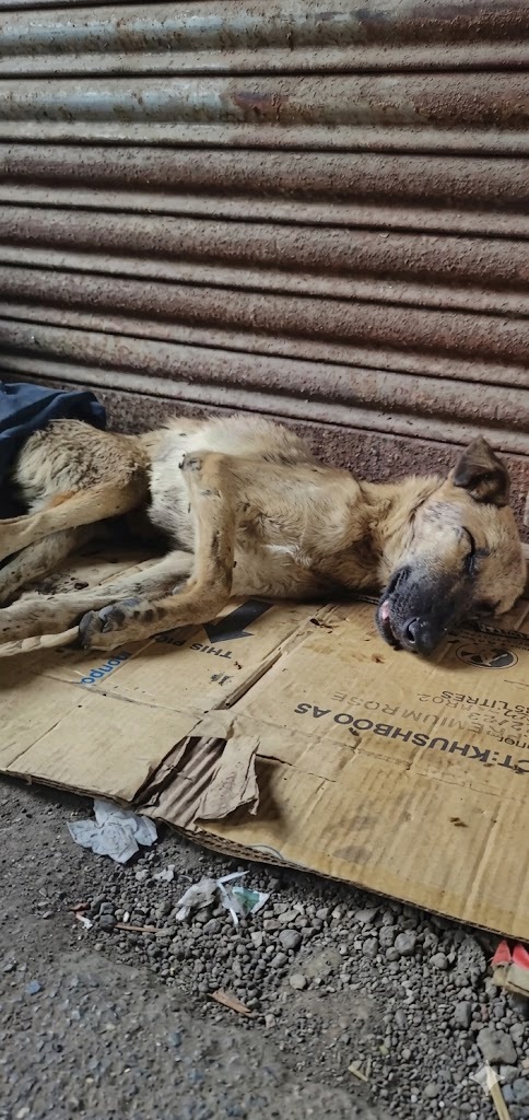 A Dog Was Left Lying on the Road