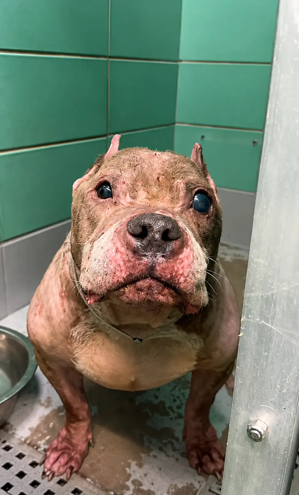 A Dog Whose Body Revealed Years of Neglect