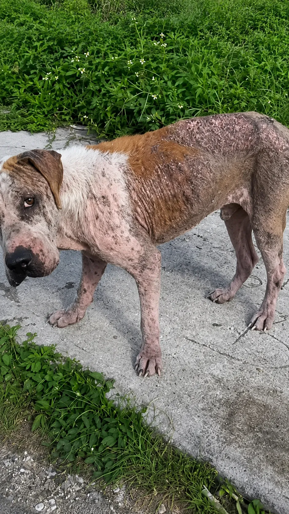 A Dog Whose Eyes Told A Story Of Pain