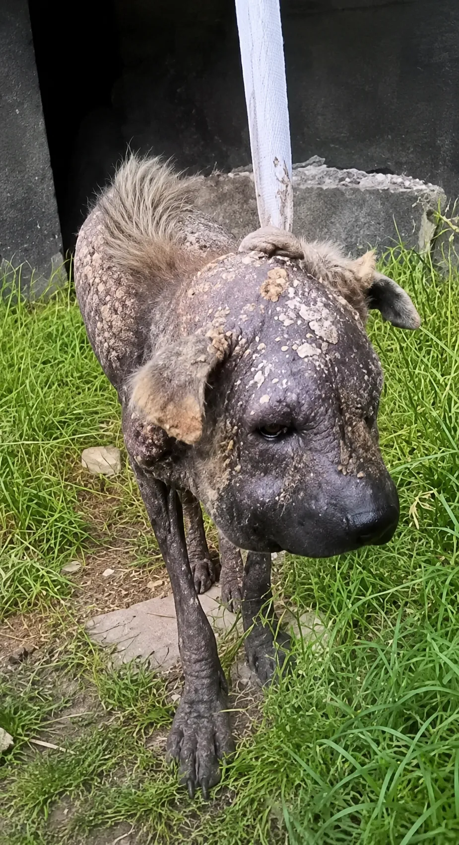 A Dying Dog Could Barely Open His Eyes