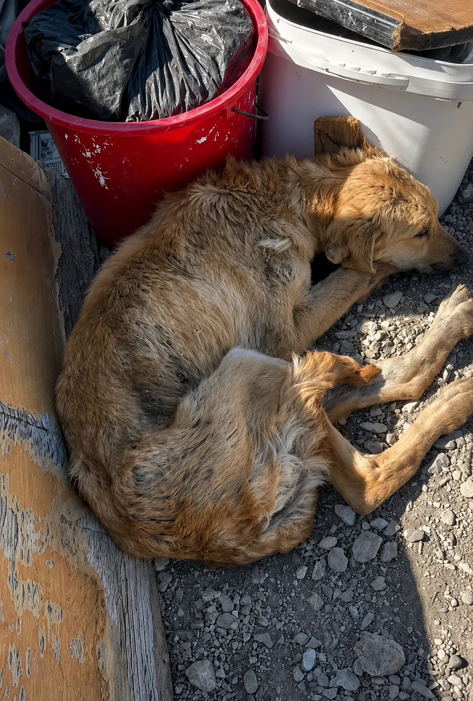 A Dying Dog Was Found Beside the Trash