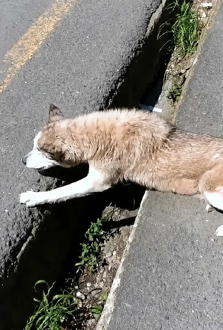 A Dying Husky Was Found Collapsed Beside a Road