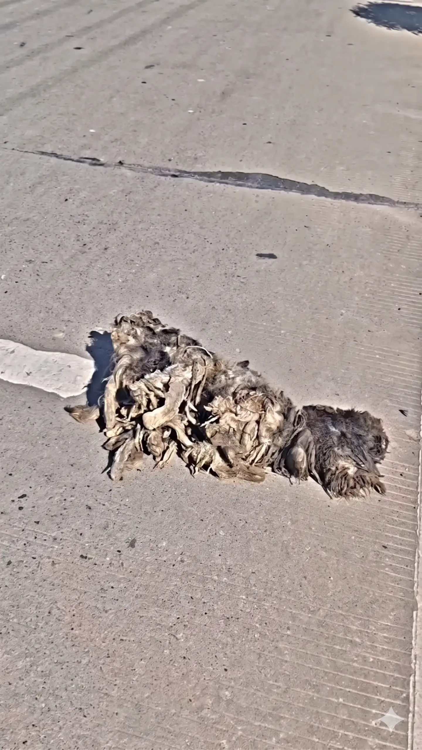 A Forgotten Dog Lying Alone With No Hope