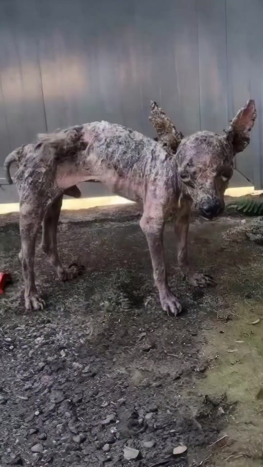 A Forgotten Dog Standing Alone