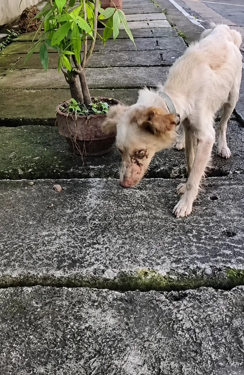 A Forgotten Dog With Wounded Eyes Walked Toward a Stranger