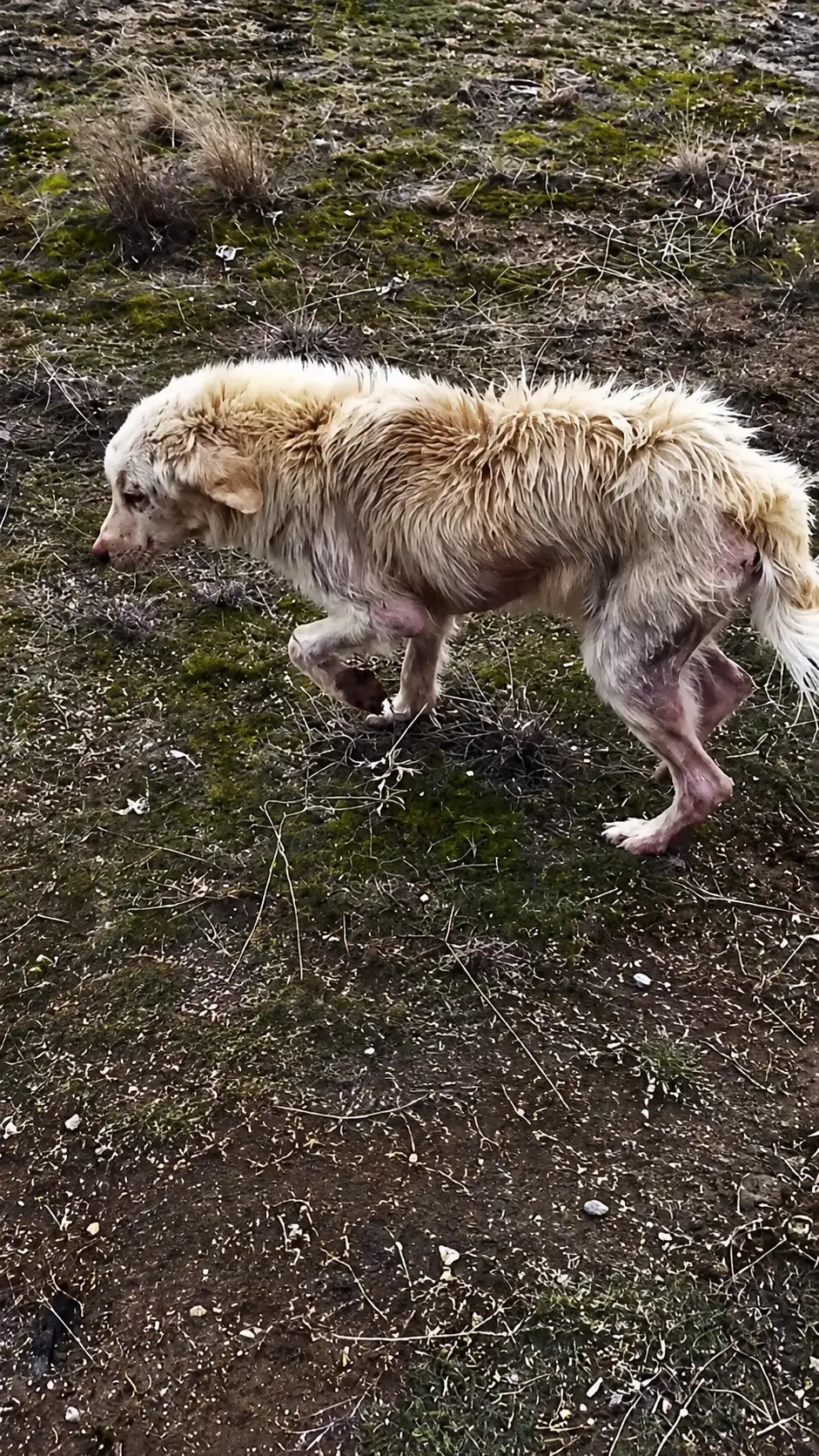 A Fragile Dog Found Where Hope Seemed Far Away