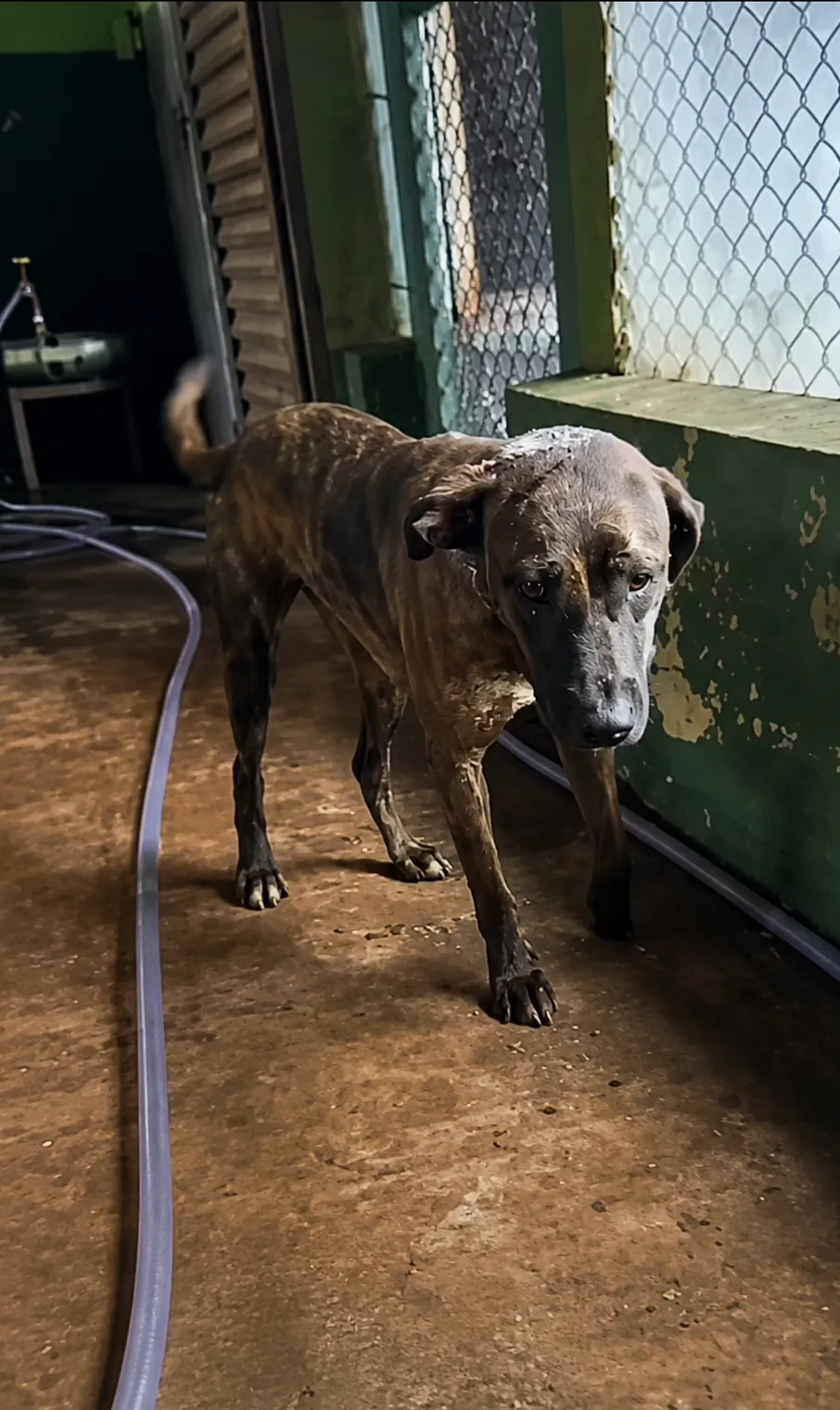 A Frightened Dog Who Still Reached for a Human Hand