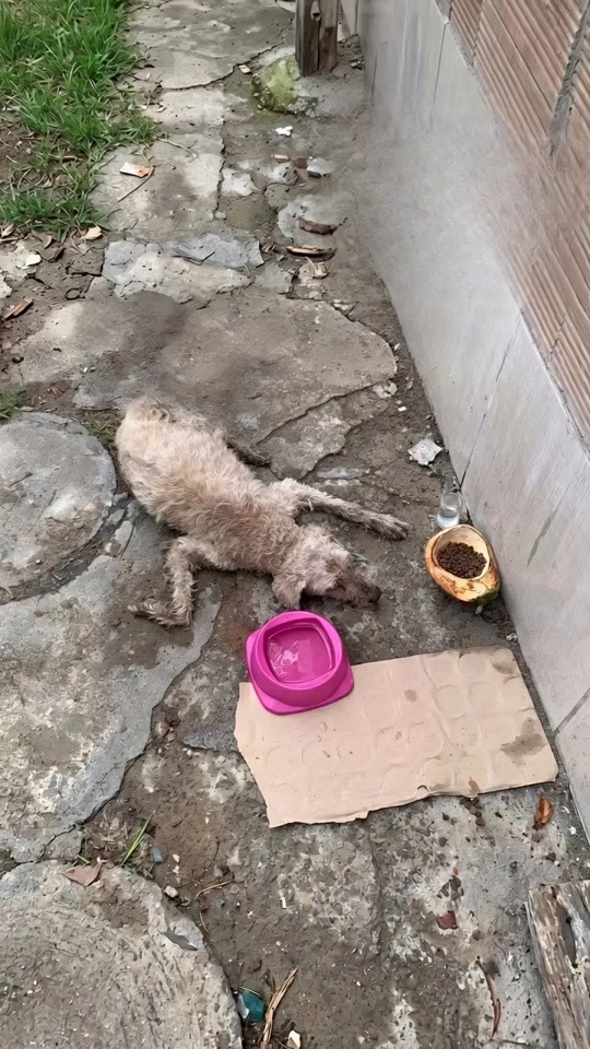 A Heartbreaking Discovery Beside an Old Wall