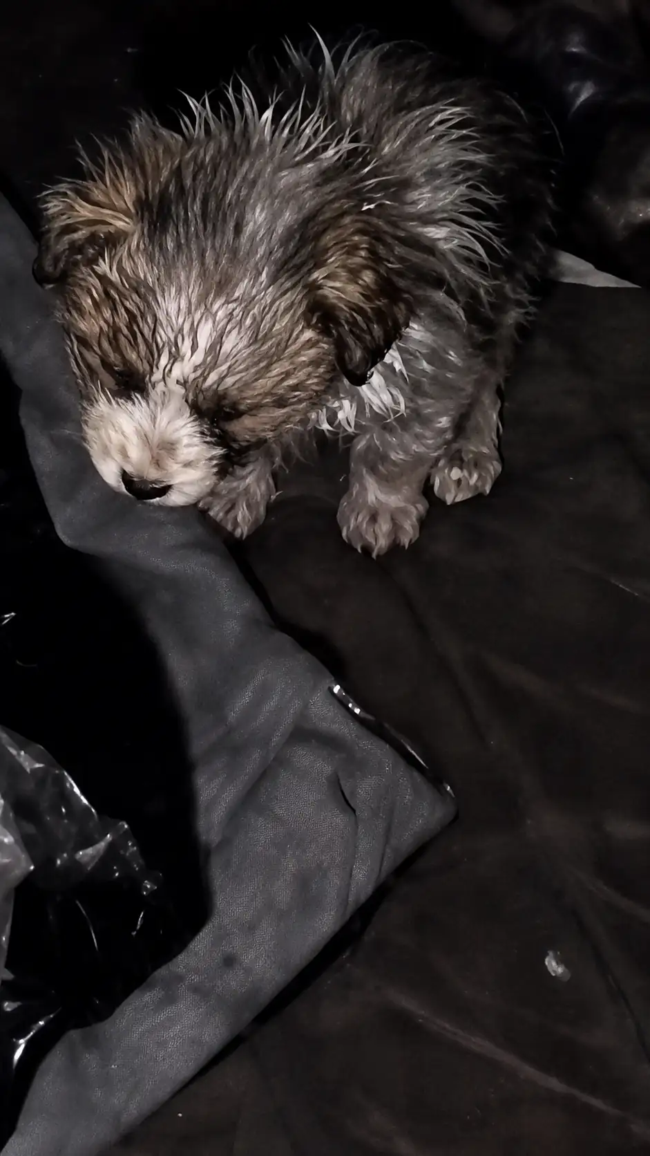 A Heartbreaking Discovery in the Dark