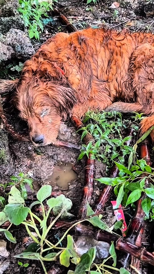 A Heartbreaking Discovery in the Dirt