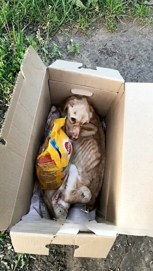 A Heartbreaking Discovery on the Side of the Road