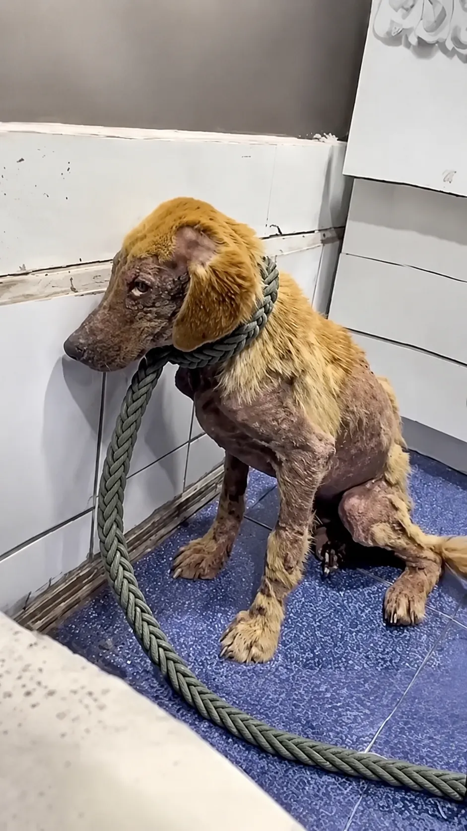 A Heartbreaking Sight Inside the Vet Room