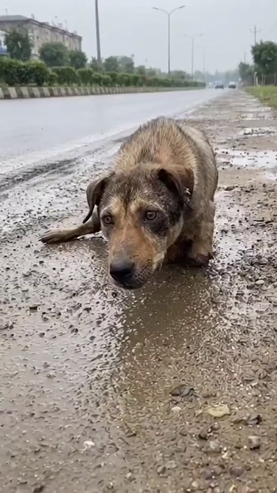 A Heartbreaking Sight on the Side of the Road