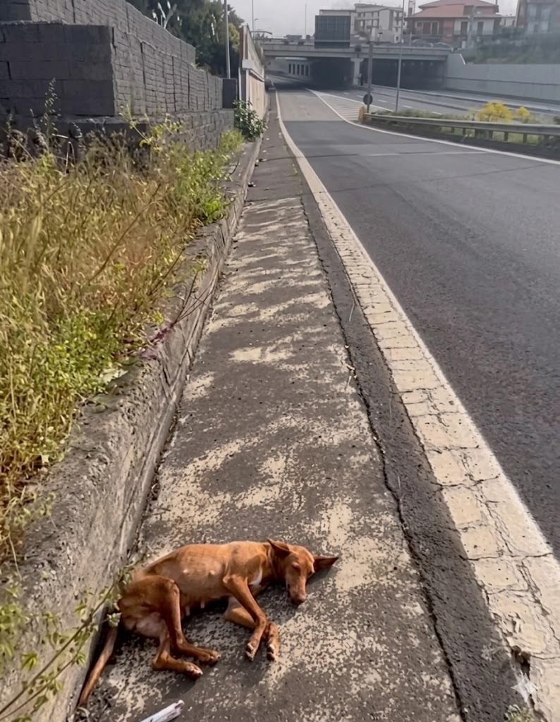A Helpless Dog Left Behind on the Road