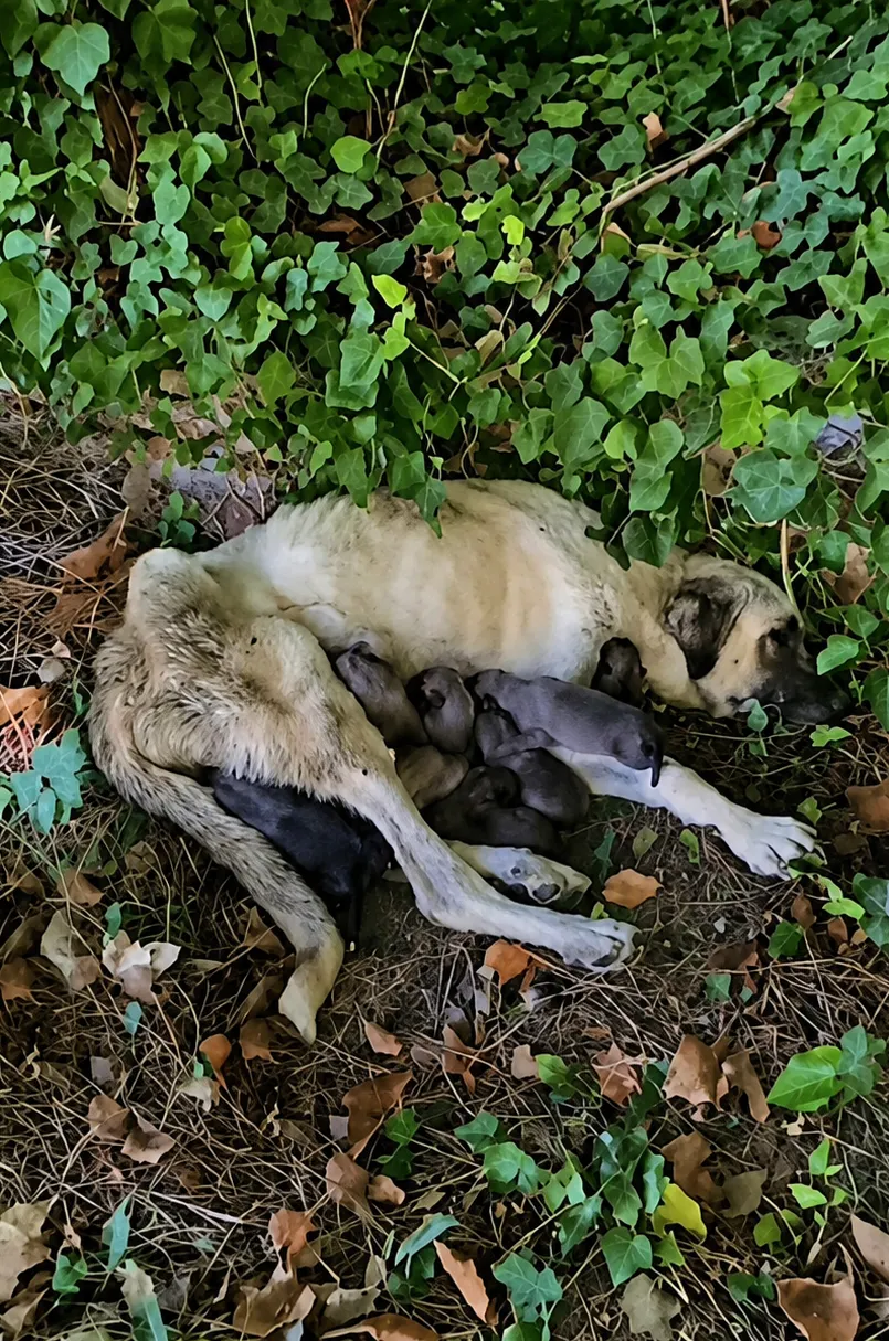 A Hidden Cry for Help Beneath the Leaves