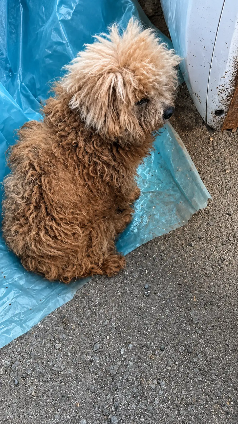 A Lonely Dog Found Beside the Road