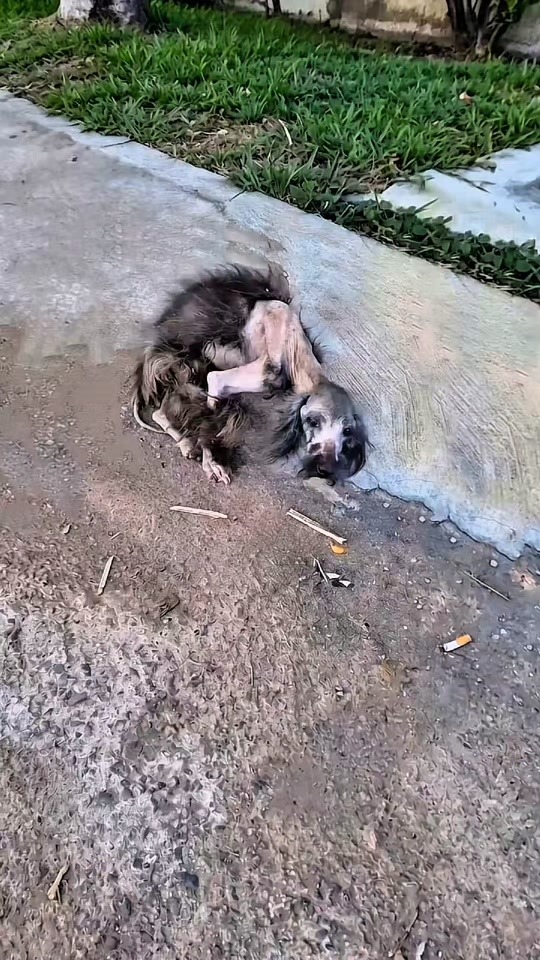 A Lonely Dog No One Stopped For