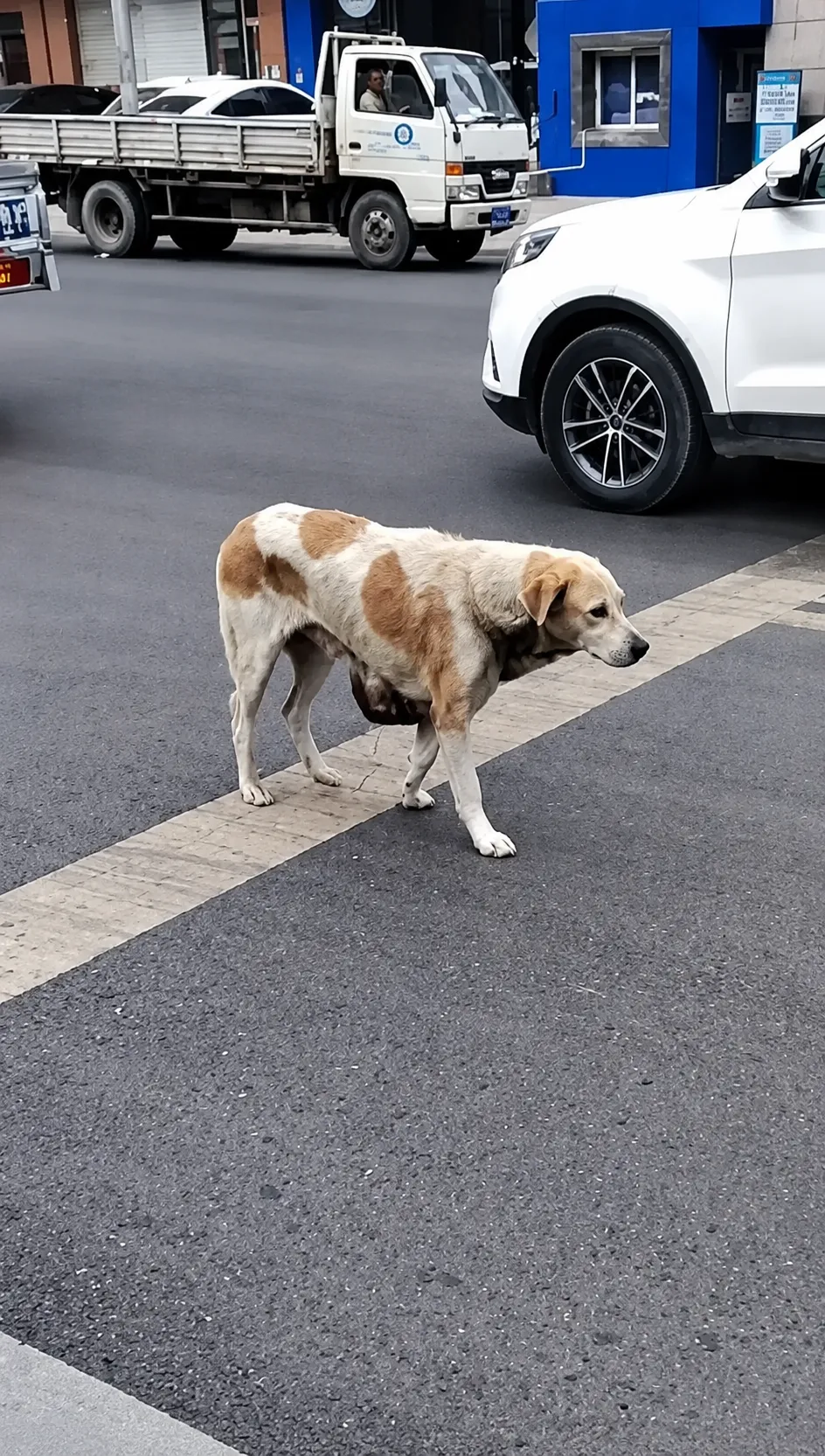 A Lonely Dog Walking Through a City That Didn’t Stop