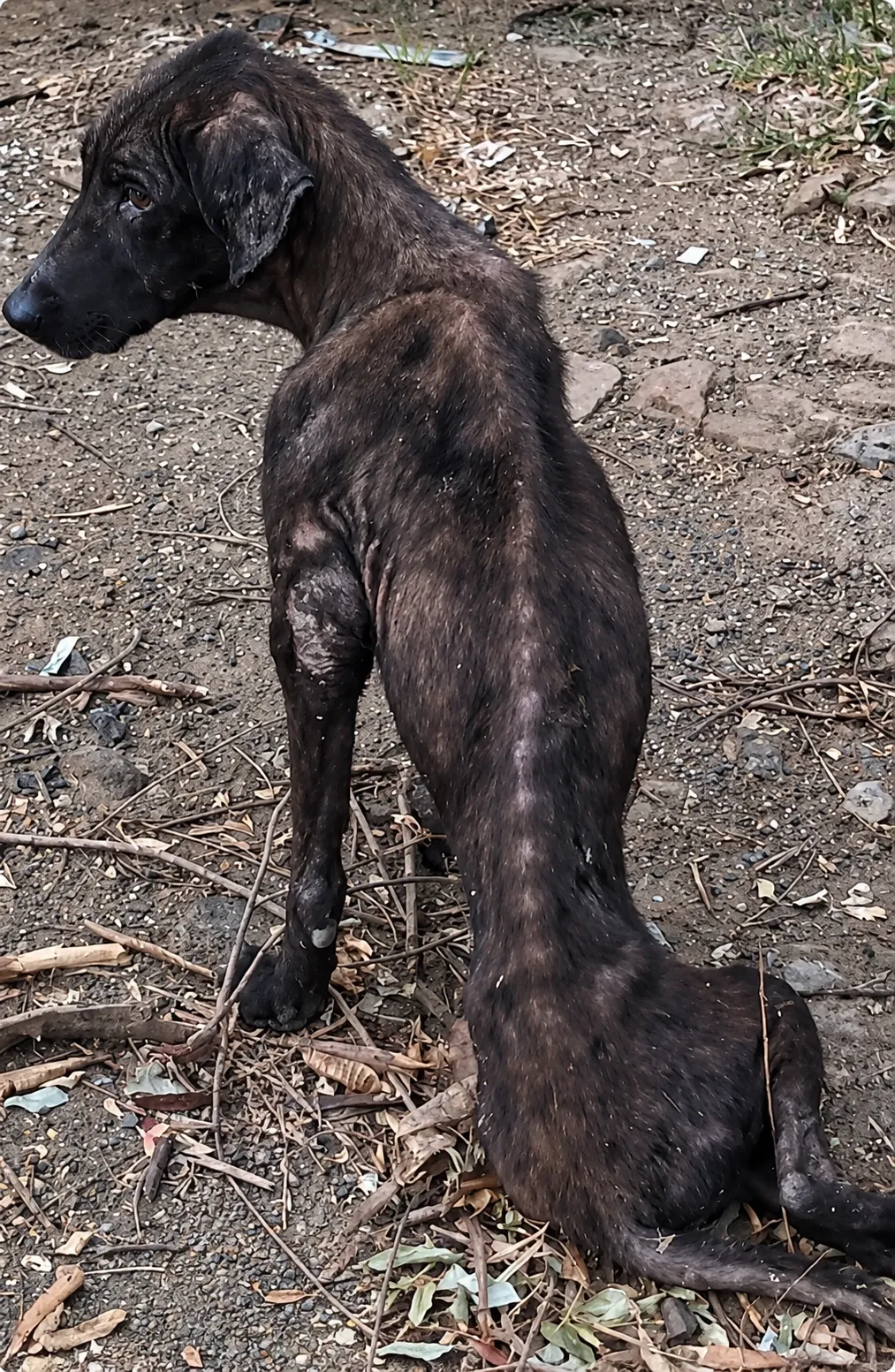 A Lonely Mother Dog Found Deep in the Forest