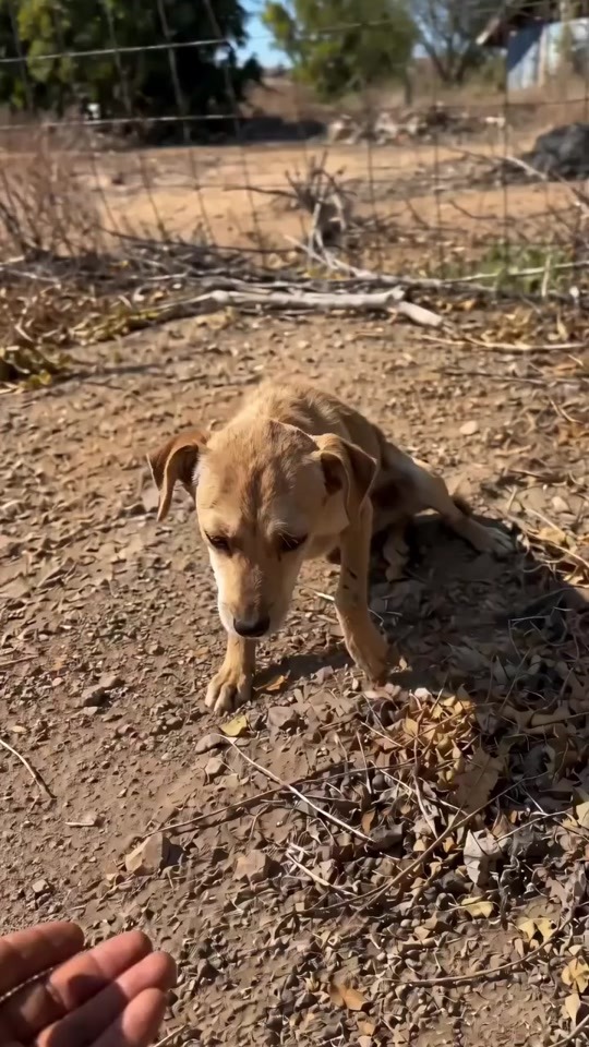 A Lonely Puppy Forgotten Behind the Fence