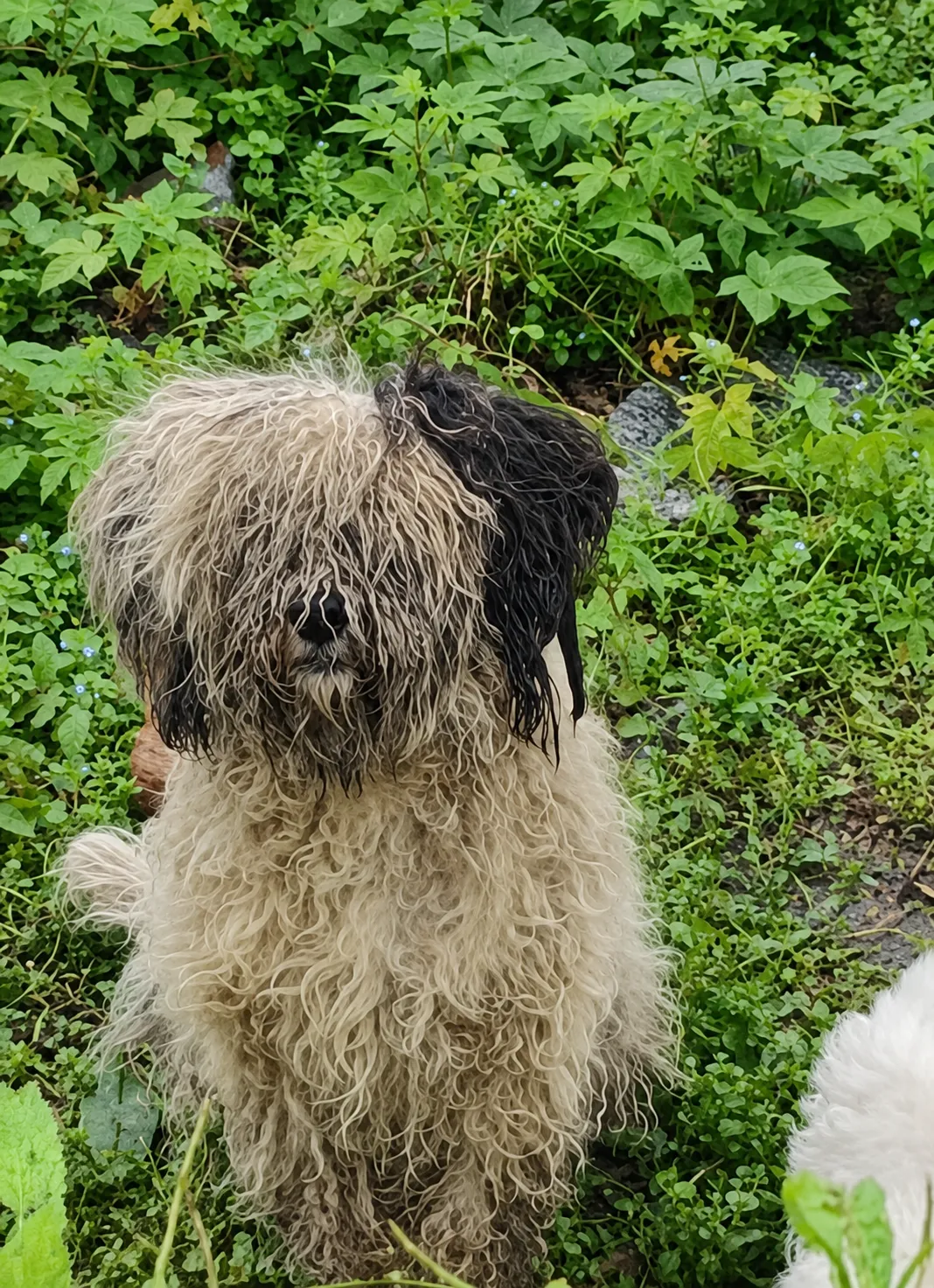 A Matted Mother Dog Was Found Hiding in the Weeds