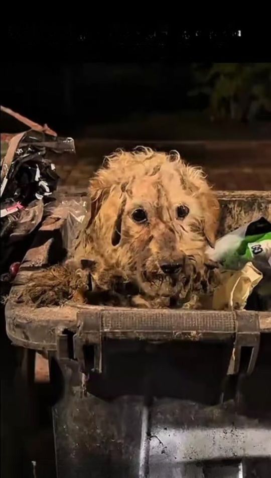 A Matted Stray Dog Was Found Hiding in a Trash Bin