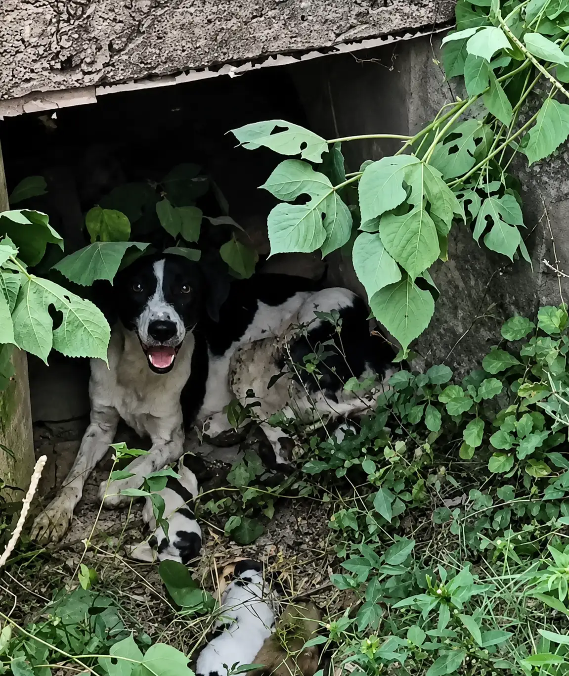 A Mother Dog Hiding in the Grass