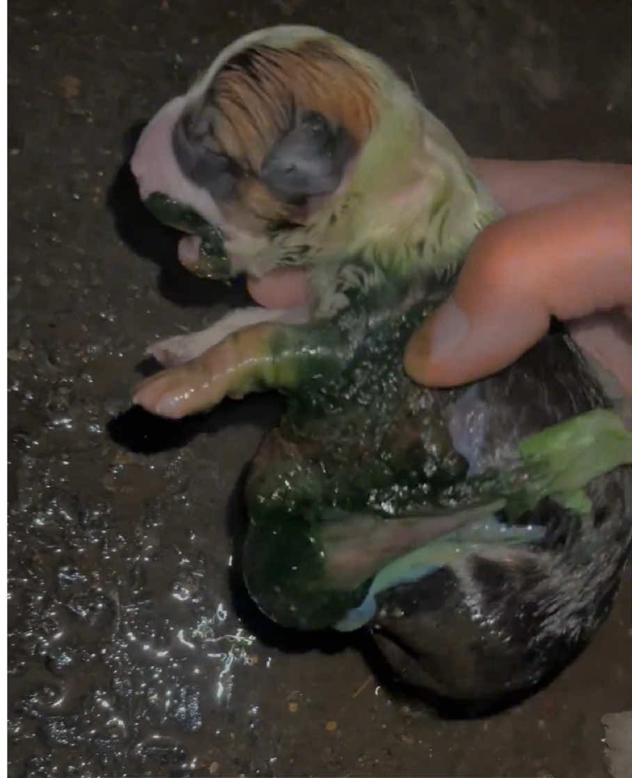 A Newborn Puppy Alone on the Street