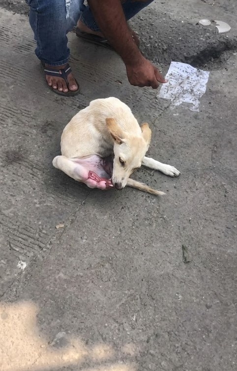 A Painful Discovery on the Roadside
